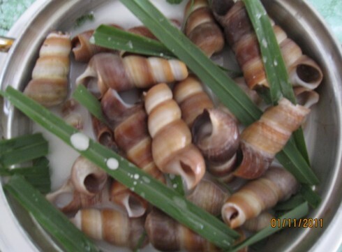 Ốc viết hầm dừa.