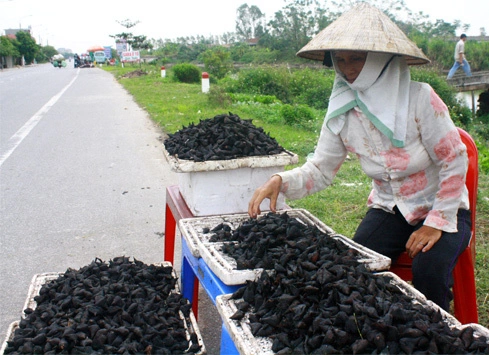 ẤU BIỂN KỲ DỊ NHƯ SINH VẬT BIỂN ĐƯỢC XEM LÀ ĐẶC SẢN TRỜI BAN HIẾM CÓ