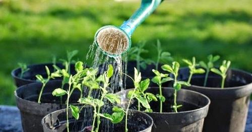 Tại sao cần thay đất định kỳ cho cây trồng trong chậu và quy trình thực hiện?