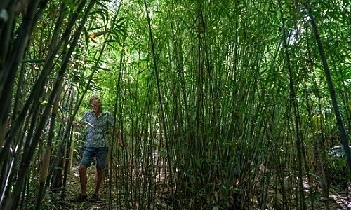 Hơn 30 năm biến vườn nhà thành rừng rậm
