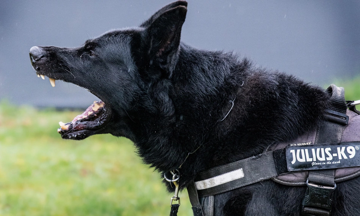 Mốt nuôi chó vệ sĩ của giới nhà giàu Anh