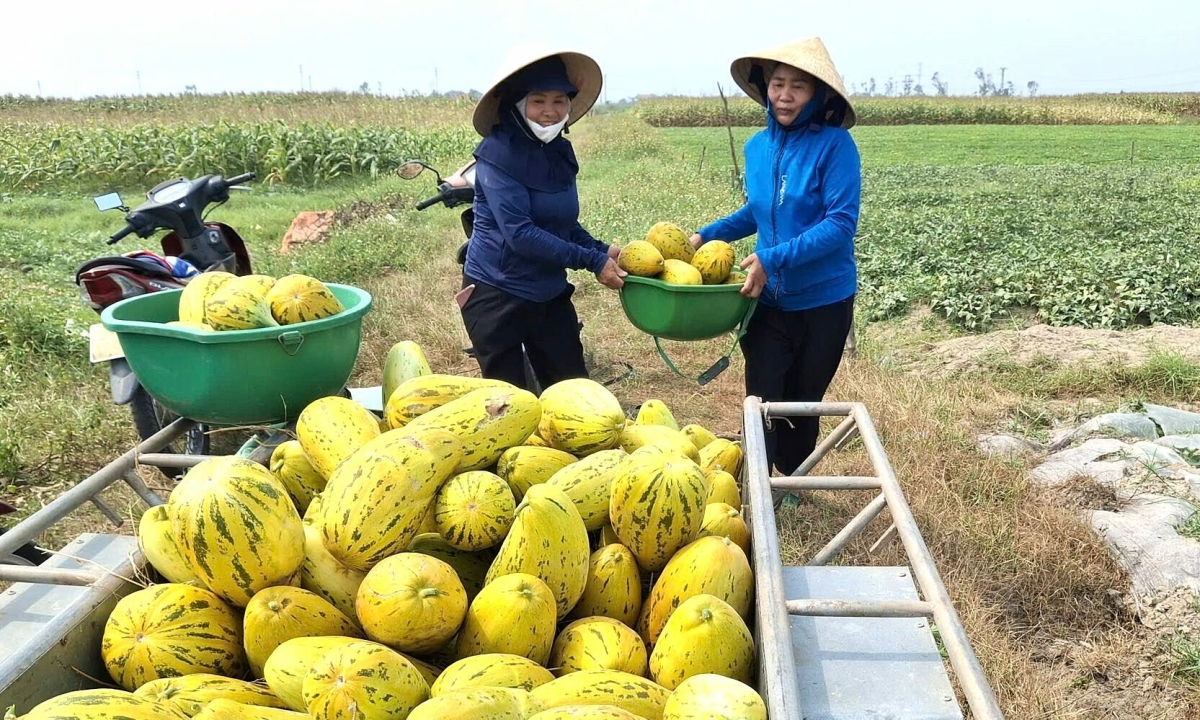 Dân làng thu hoạch 10 tấn dưa giúp người phụ nữ gãy chân