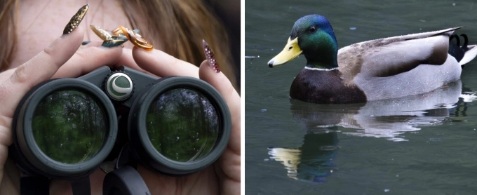 Clove Veach đang quan sát một con vịt qua ống nhòm trong một chuyến đi bộ ngắm chim do Bird Bellingham tổ chức tại Công viên Whatcom Falls. Ảnh: Cascadiadaily