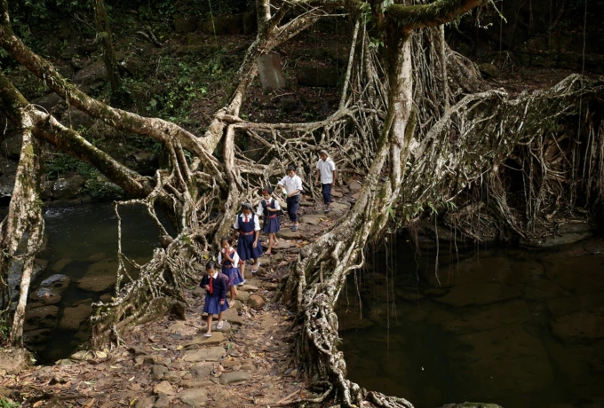 Học sinh ở làng Nongsohphan, Meghalaya, Ấn Độ, băng qua một cây cầu được người dân uốn nắn từ rễ cây cao su năm 2014, để di chuyển. Ảnh: Amos Chapple/The Atlantic
