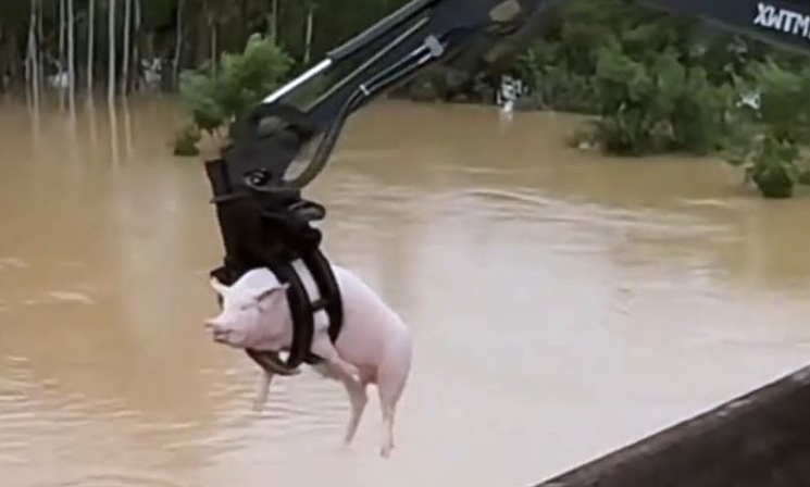 Dùng máy gắp lợn giữa nước lũ
